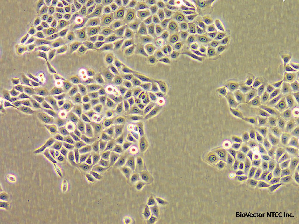 LONZA人原代表皮角质形成细胞