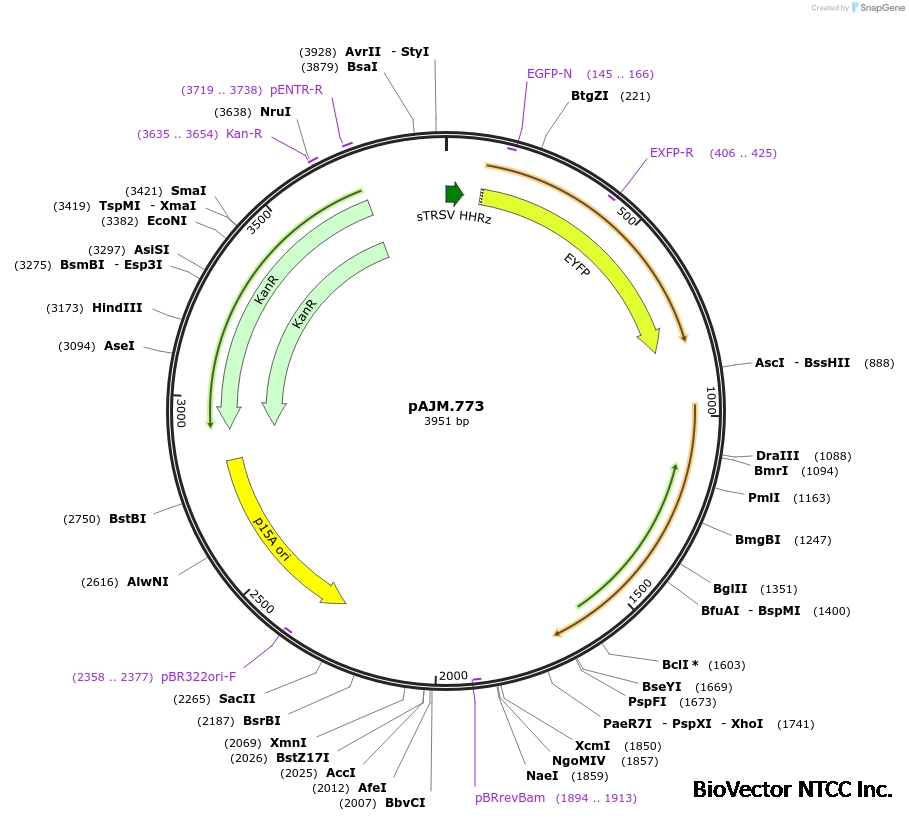 Addgene:pAJM.773