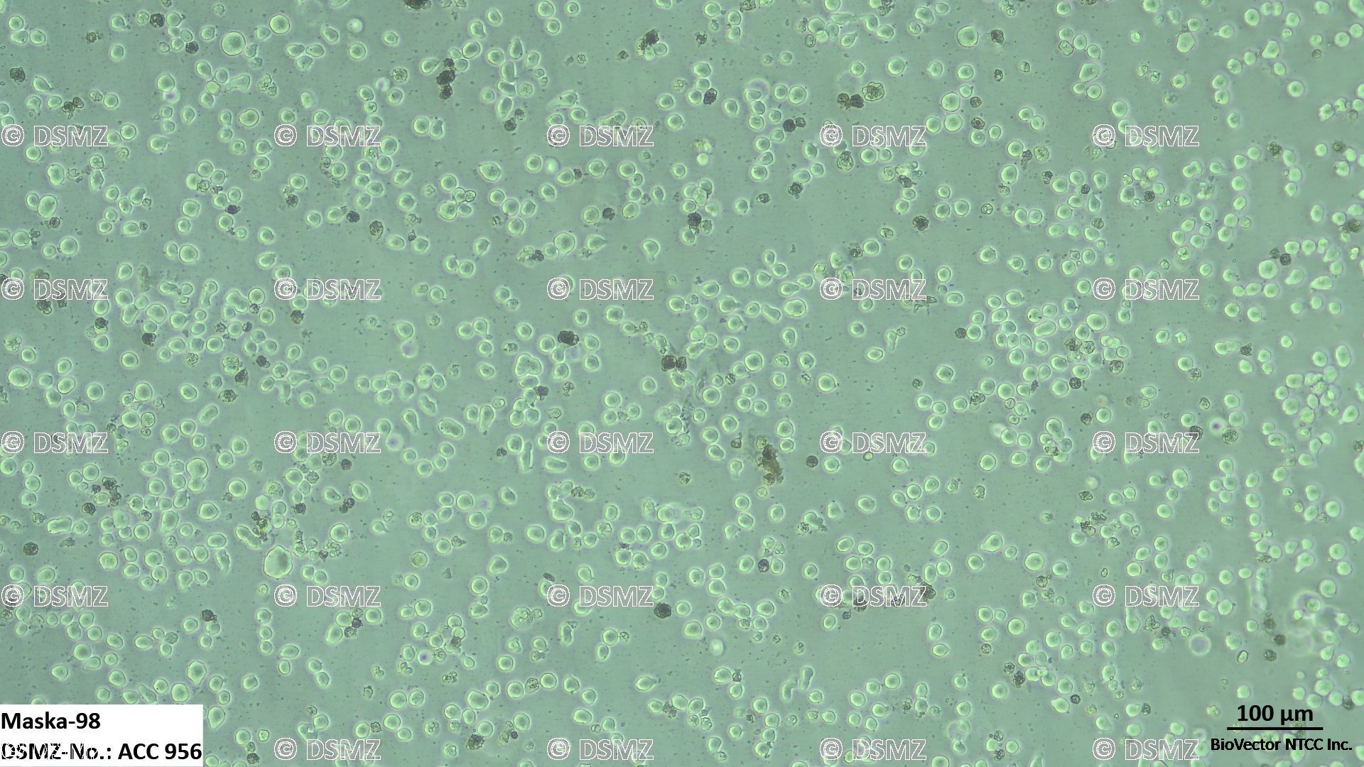 German Collection of Microorganisms and Cell Cultures GmbH:Welcome to the  Leibniz Institute DSMZ | Maska-98