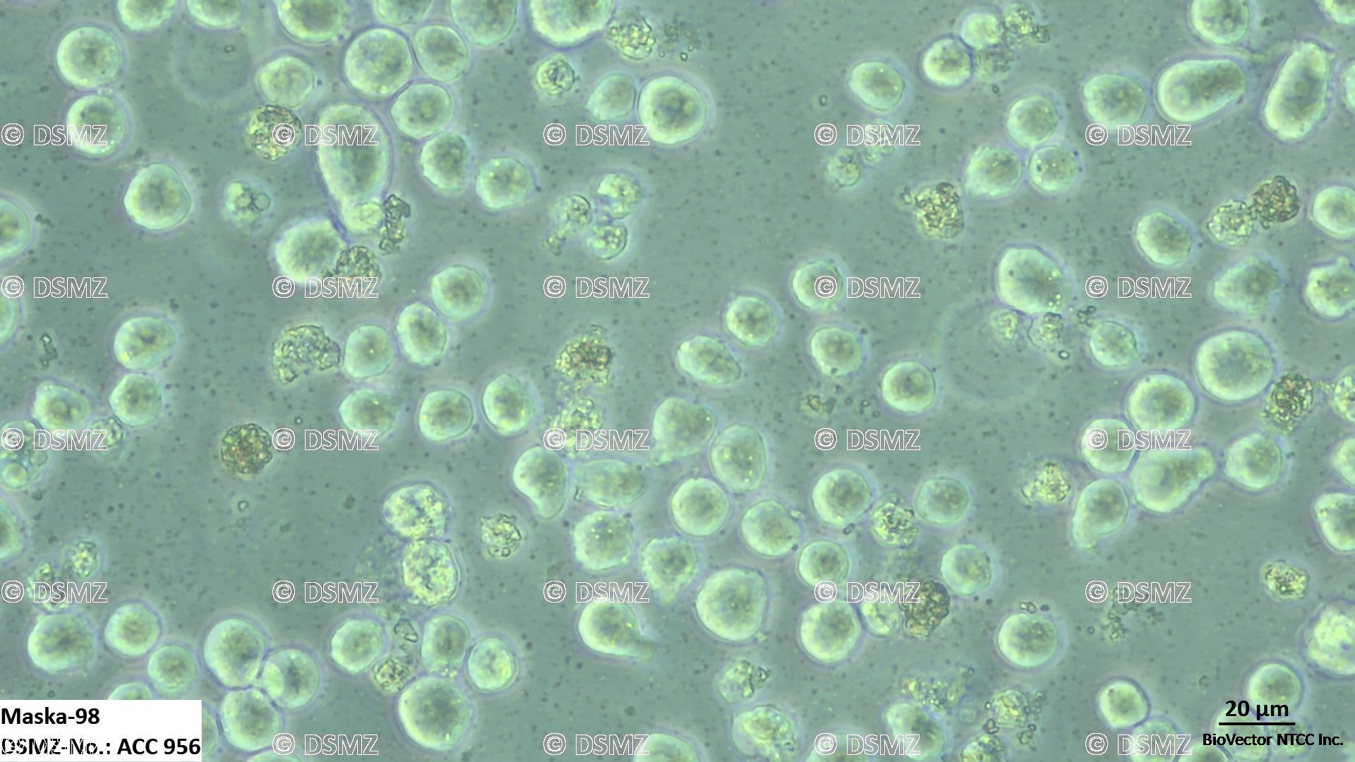 German Collection of Microorganisms and Cell Cultures GmbH:Welcome to the  Leibniz Institute DSMZ | Maska-98