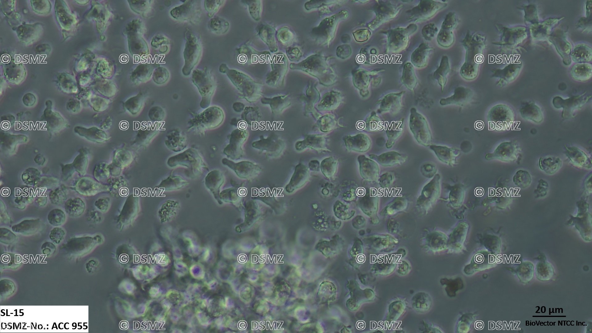 German Collection of Microorganisms and Cell Cultures GmbH:Welcome to the  Leibniz Institute DSMZ | SL-15