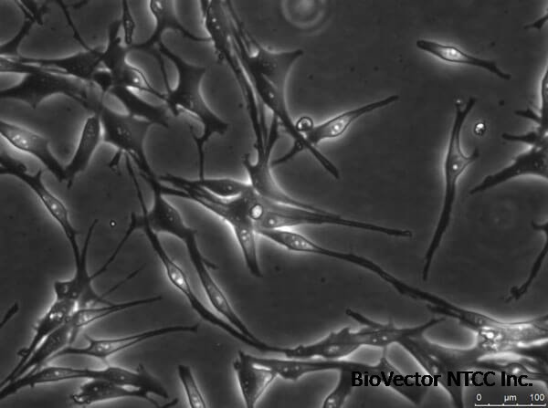 Cell Lines | Rockland