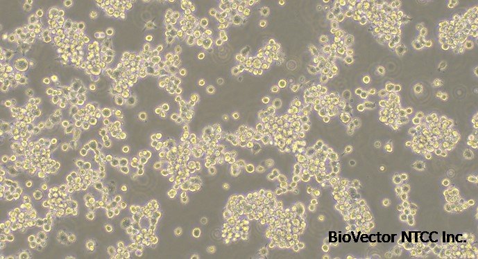 CSI357Mu11 | Mouse MH-S Alveolarmacrophage Cells (MH-S) | Mus musculus  (Mouse) USCN(Wuhan USCN Business Co., Ltd. )