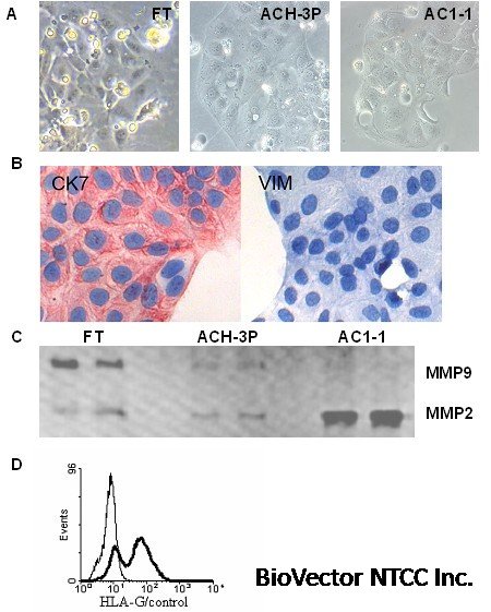 The first trimester human trophoblast cell line ACH-3P:A novel tool to  study autocrine/paracrine regulatory loops of human trophoblast  subpopulations – TNF-α stimulates MMP15 expression | BMC Developmental  Biology | Springer Nature