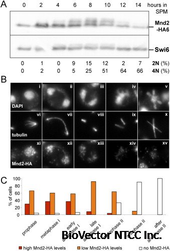 Mnd2, an Essential Antagonist of the Anaphase-Promoting Complex during  Meiotic Prophase - ScienceDirect
