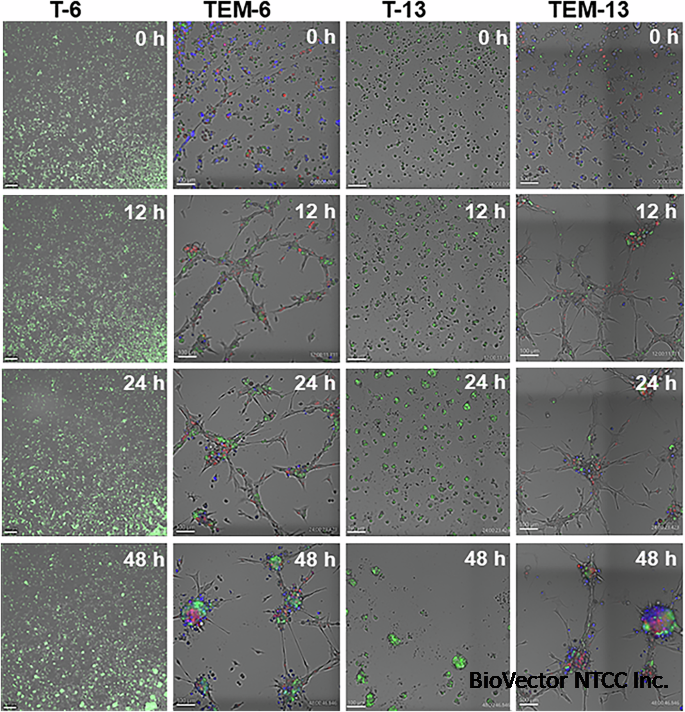 Multicellular tumor-stromal interactions recapitulate aspects of  therapeutic response and human oncogenic signaling in a 3D disease model  for H3K27M-altered DIPG | Oncogene