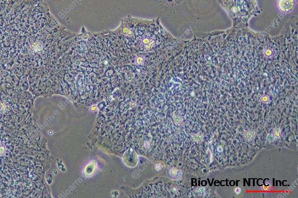 PA-TU-8988S - Creative Bioarray | Creative Bioarray