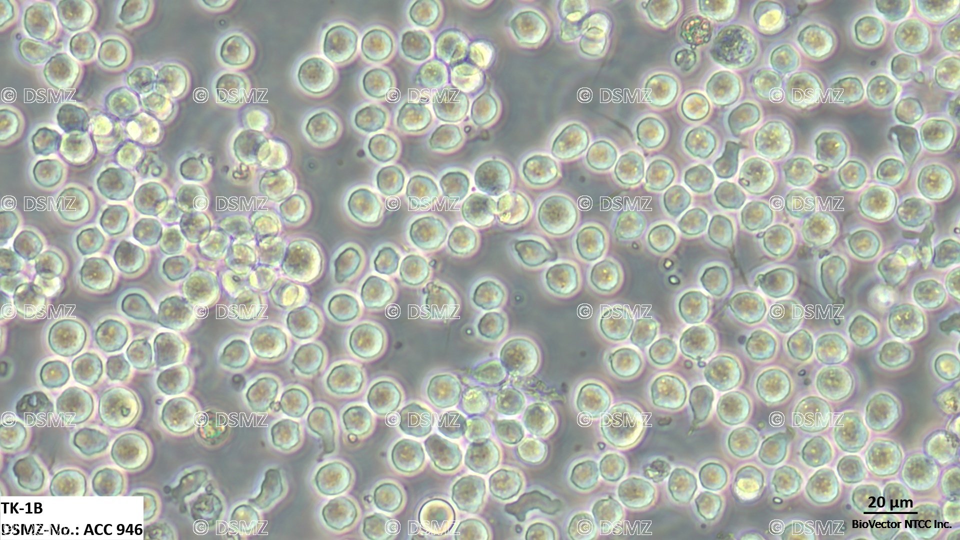 German Collection of Microorganisms and Cell Cultures GmbH:Welcome to the Leibniz Institute DSMZ | TK-1B