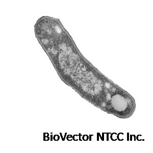Mycobacterium tuberculosis H37Rv in PaxDb